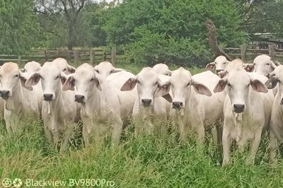 142 Grey Brahman Heifers