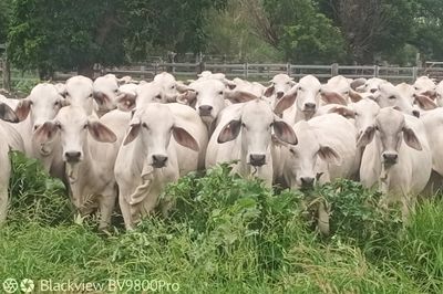 142 Grey Brahman Heifers