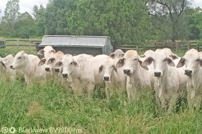 142 Grey Brahman Heifers