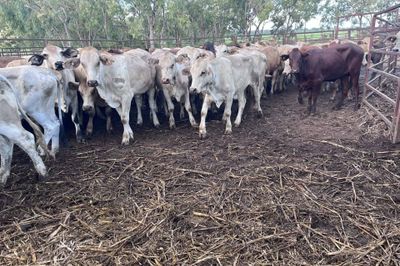 90 Crossbred Heifers