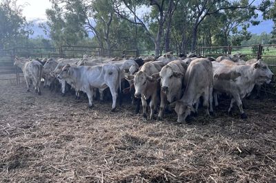 90 Crossbred Heifers