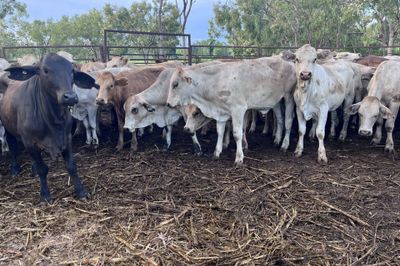 90 Crossbred Heifers