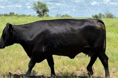 Approx. 44x44 AngusX Cows with Calves at Foot