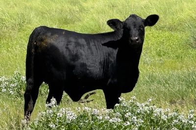 Approx. 44x44 AngusX Cows with Calves at Foot