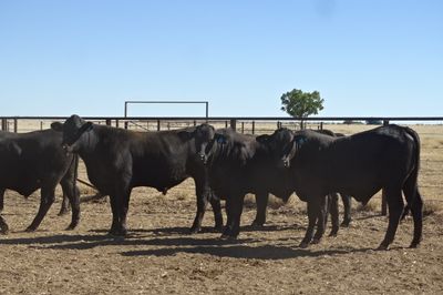 156 Brangus Feeder Steers