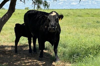 Approx. 44x44 AngusX Cows with Calves at Foot