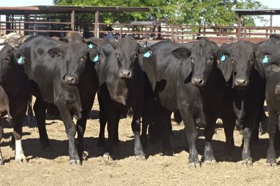 156 Brangus Feeder Steers