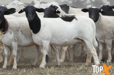 A+ 910 DORPER LAMBS