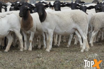 A+ 910 DORPER LAMBS