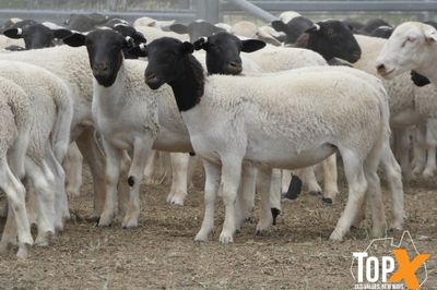 A+ 910 DORPER LAMBS