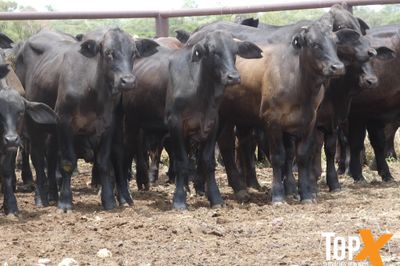 A+ 114 ANGUS/SIMM X STEERS - FREE DELIVERY