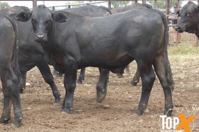 A+ 114 ANGUS/SIMM X STEERS - FREE DELIVERY