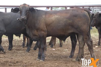 A+ 114 ANGUS/SIMM X STEERS - FREE DELIVERY