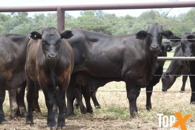 A+ 114 ANGUS/SIMM X STEERS - FREE DELIVERY