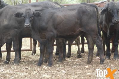 A+ 114 ANGUS/SIMM X STEERS - FREE DELIVERY