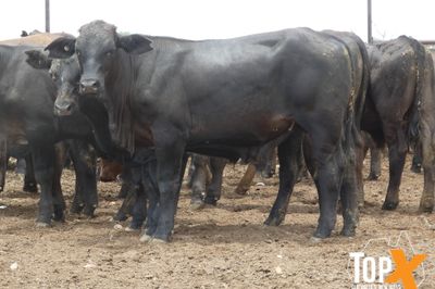 A+ 114 ANGUS/SIMM X STEERS - FREE DELIVERY