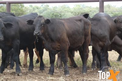 A+ 114 ANGUS/SIMM X STEERS - FREE DELIVERY