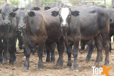 A+ 114 ANGUS/SIMM X STEERS - FREE DELIVERY
