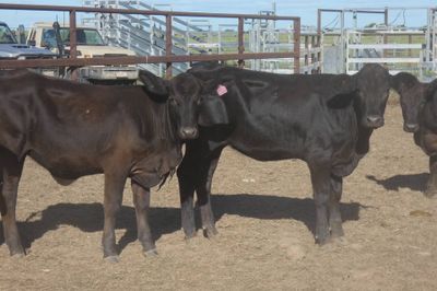 Approx. 120 VGQ No.5 Xbred heifers