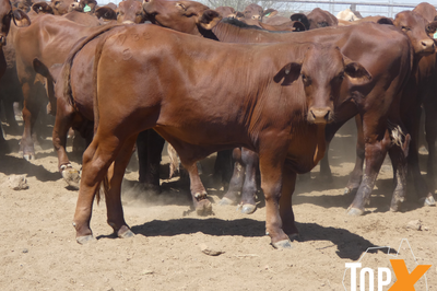 270 Santa & Santa Cross Steers