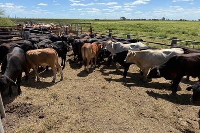 Approx. 120 Xbred No.5 Steers HGP FREE