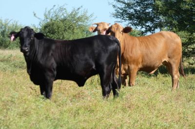 Approx. 448 (16 decks) Xbred Feeder Heifers