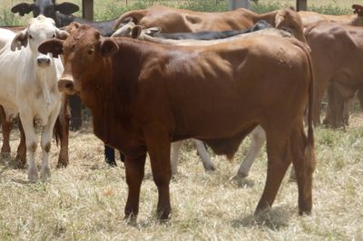 Approx. 160 GQ Cross bred and BrahmanX Steers