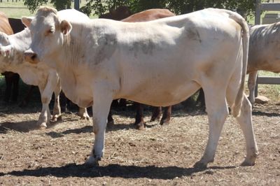 70 VGQ PTIC No.4 SantaX & CharolaisX Heifers