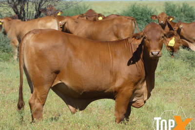 Approx 300-360 No5 Backgrounder Steers