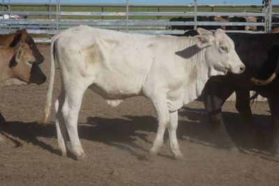 Approx. 120 VGQ No.5 Xbred heifers