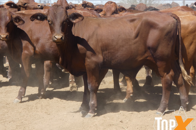 270 Santa & Santa Cross Steers