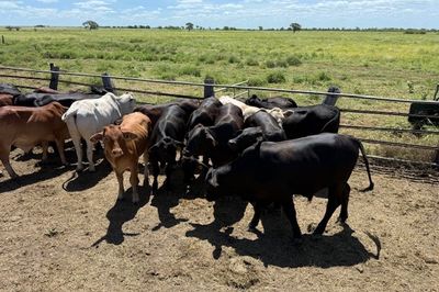 Approx. 120 Xbred No.5 Steers HGP FREE