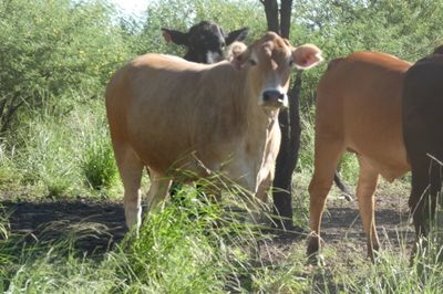 Approx. 448 (16 decks) Xbred Feeder Heifers