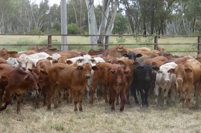 Approx. 160 GQ Cross bred and BrahmanX Steers