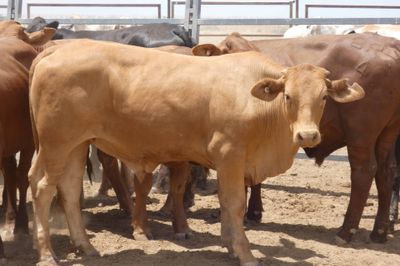 240 Droughtmaster & Brahman Feeder Steers