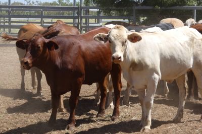 70 VGQ PTIC No.4 SantaX & CharolaisX Heifers