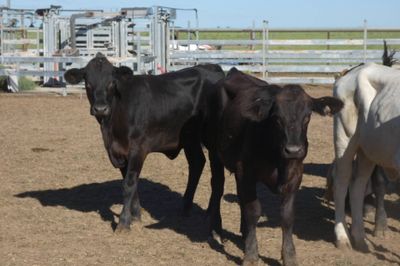 Approx. 120 VGQ No.5 Xbred heifers