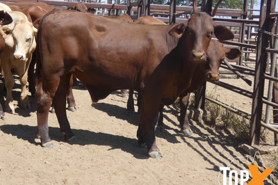 270 Santa & Santa Cross Steers