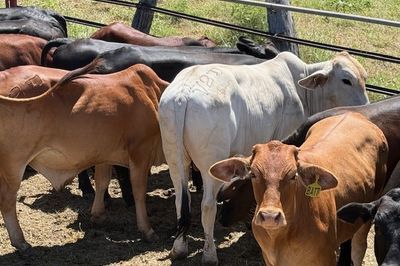 Approx. 120 Xbred No.5 Steers HGP FREE