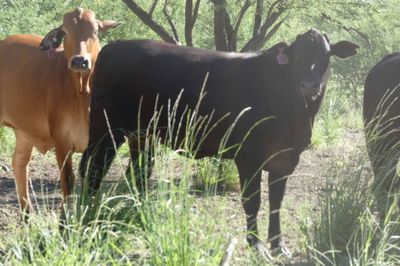 Approx. 448 (16 decks) Xbred Feeder Heifers