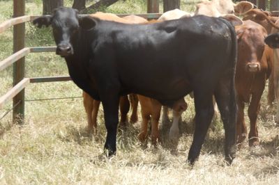 Approx. 160 GQ Cross bred and BrahmanX Steers