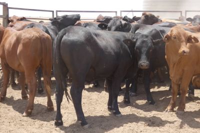 240 Droughtmaster & Brahman Feeder Steers