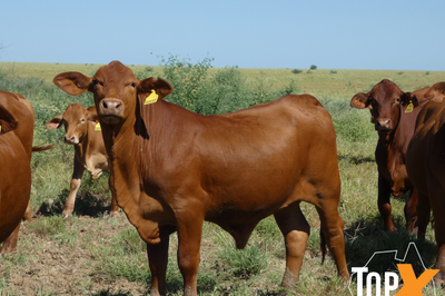 Approx 300-360 No5 Backgrounder Steers