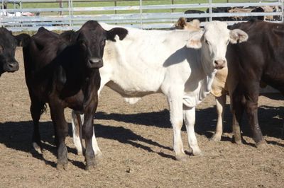 Approx. 120 VGQ No.5 Xbred heifers
