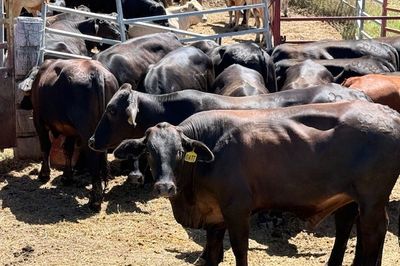 Approx. 120 Xbred No.5 Steers HGP FREE