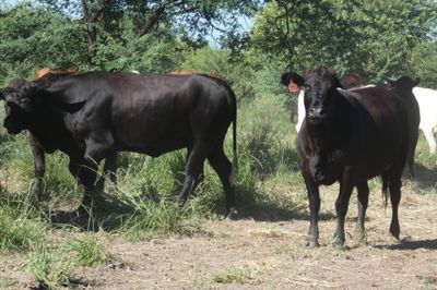 Approx. 448 (16 decks) Xbred Feeder Heifers