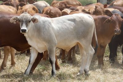 Approx. 160 GQ Cross bred and BrahmanX Steers