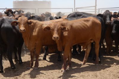 240 Droughtmaster & Brahman Feeder Steers
