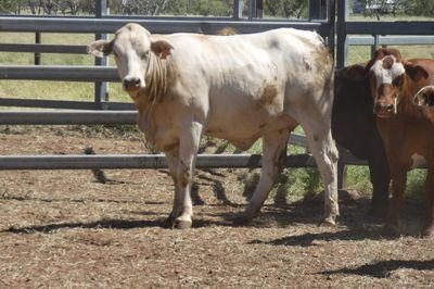 70 VGQ PTIC No.4 SantaX & CharolaisX Heifers