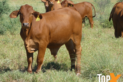 Approx 300-360 No5 Backgrounder Steers